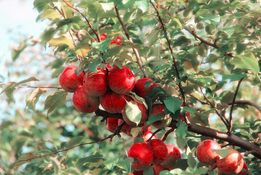 Combien de calories contient une pomme ?