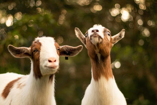 Tous les avantages du lait de chèvre pour la santé