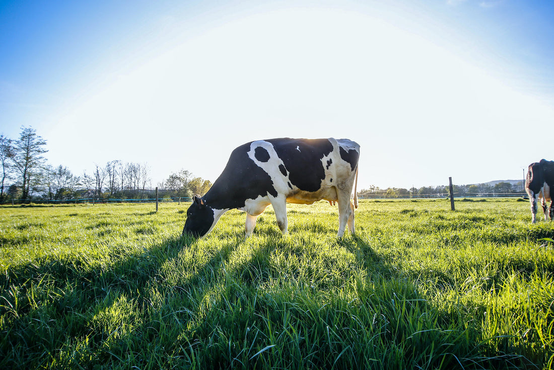 Qu’est-ce que le lactose ?