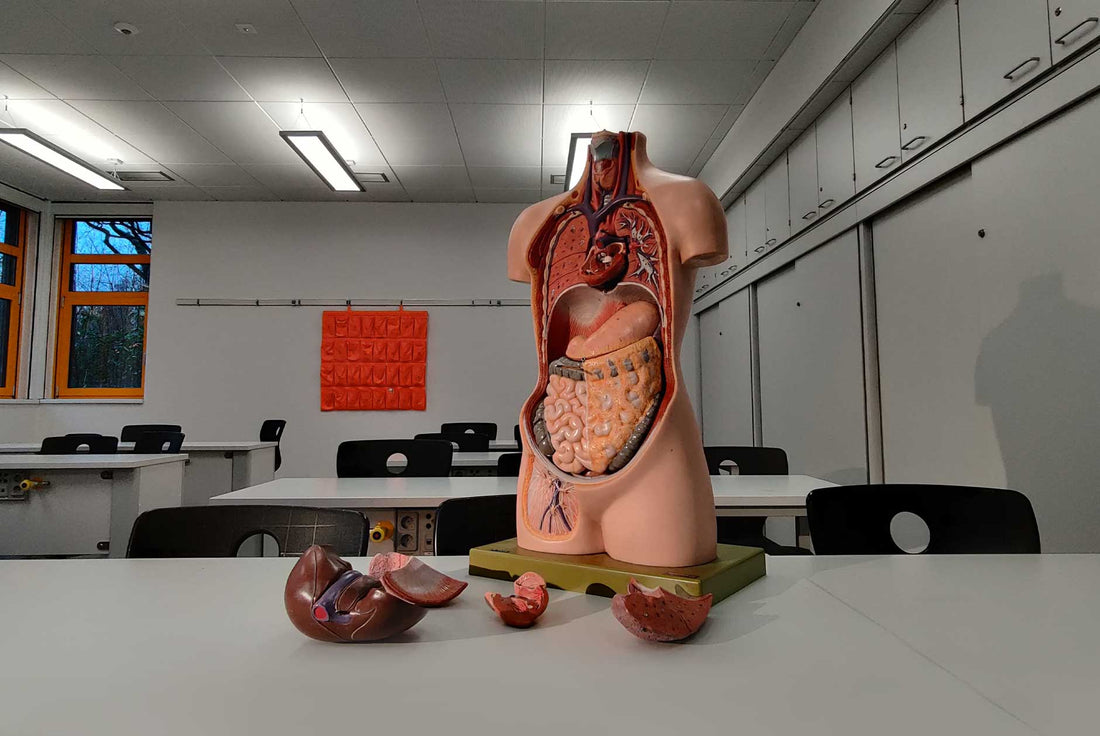 Le système digestif : organes et fonctions
