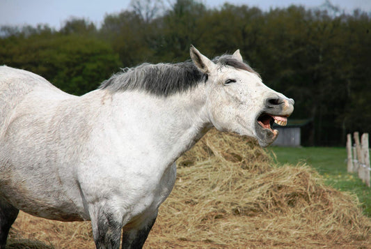 Comment perdre sa culotte de cheval ?