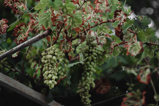 Les 6 bienfaits du vinaigre de vin rouge